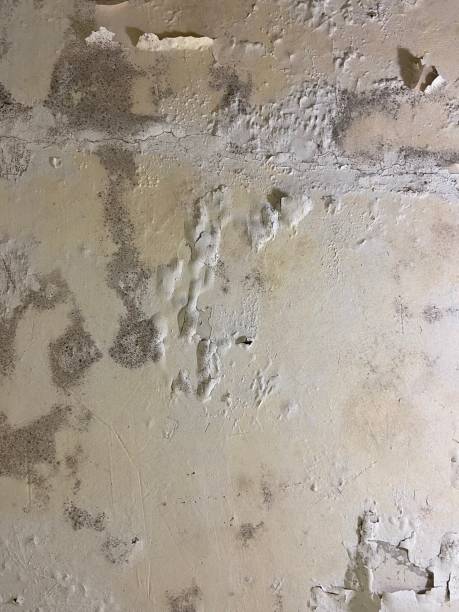 Best Bathroom Mold Remediation in Siler City, NC