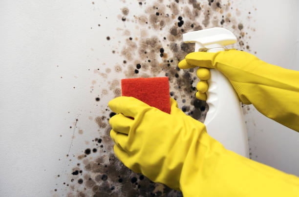 Best Residential Mold Remediation in Siler City, NC