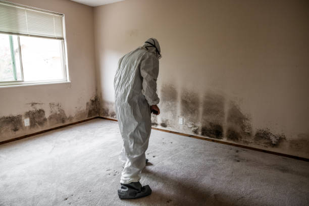 Best Commercial Mold Remediation in Siler City, NC